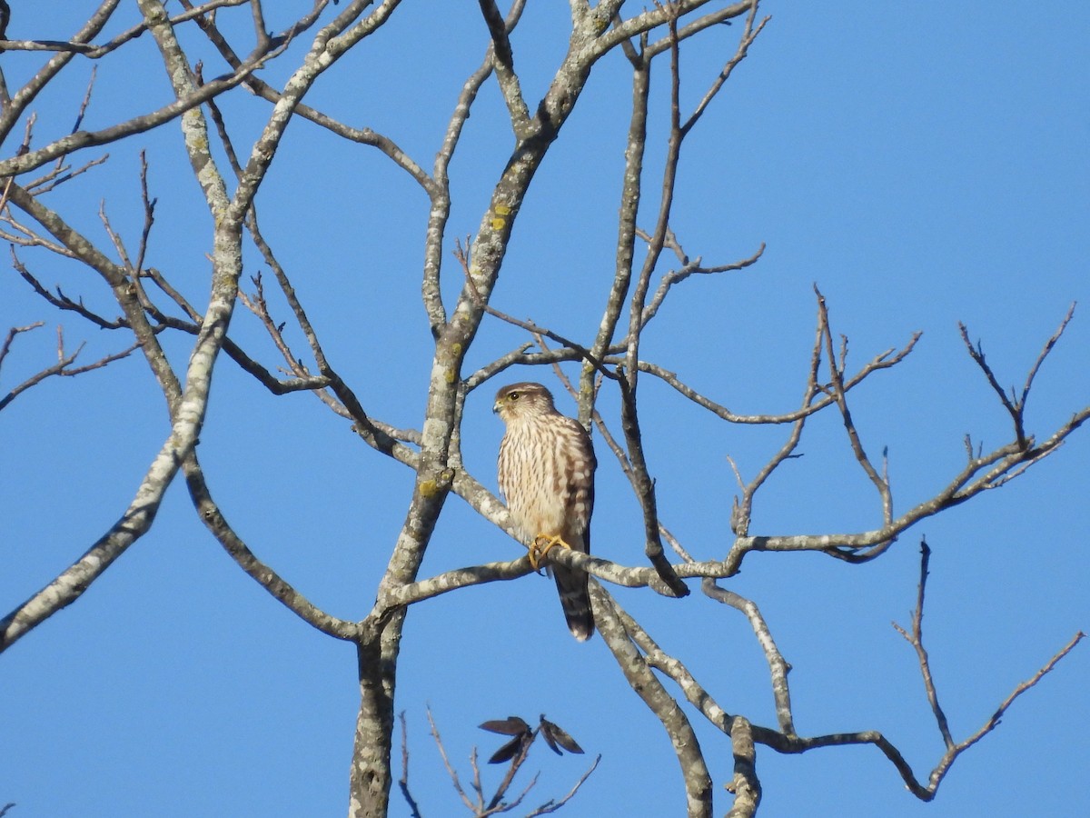 Merlin - ML628601825