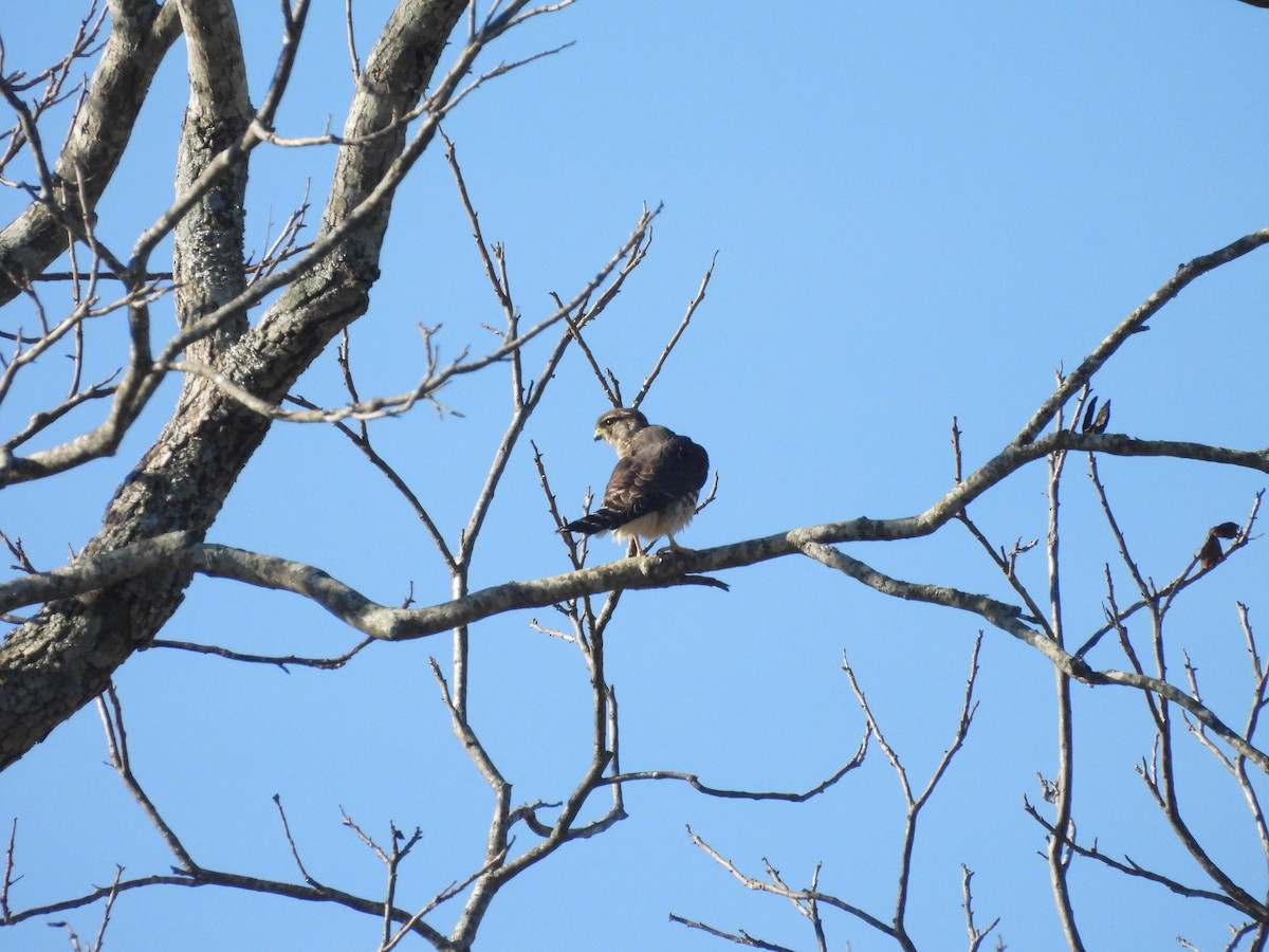 Merlin - ML628601826