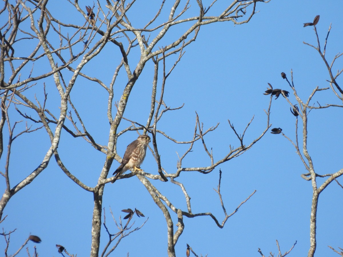 Merlin - ML628601827