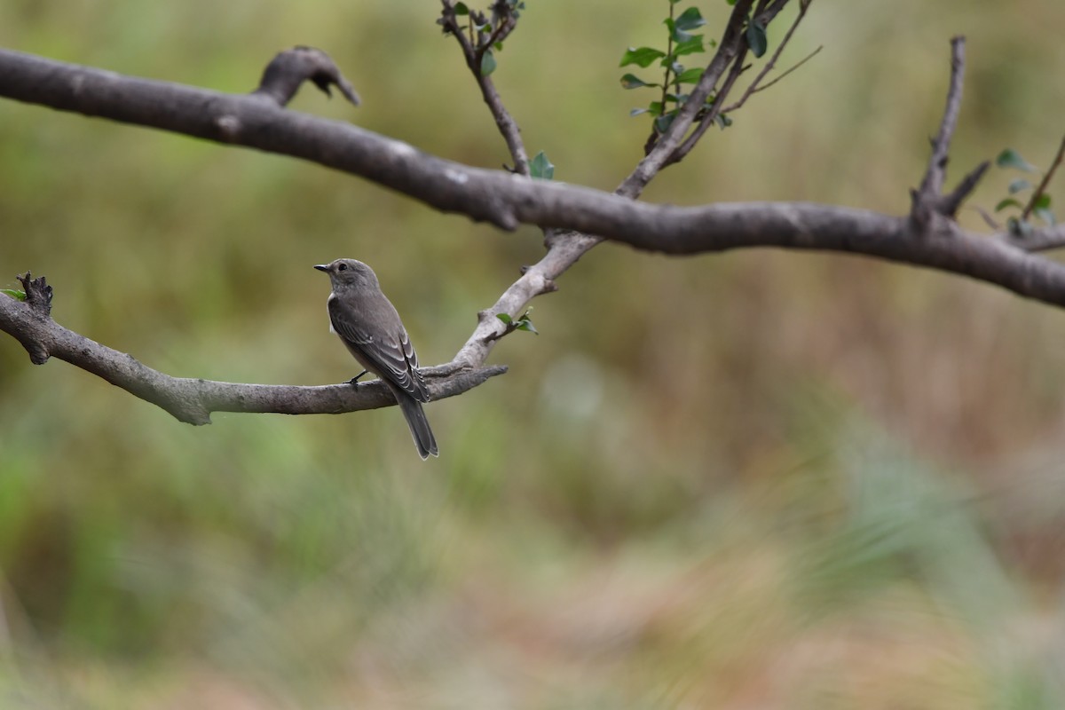 Spotted Flycatcher - ML628601869