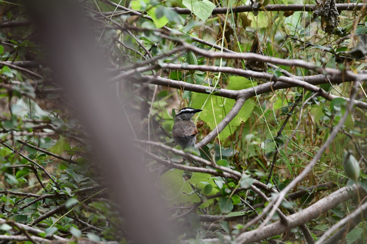 Black-crowned Tchagra - ML628601939