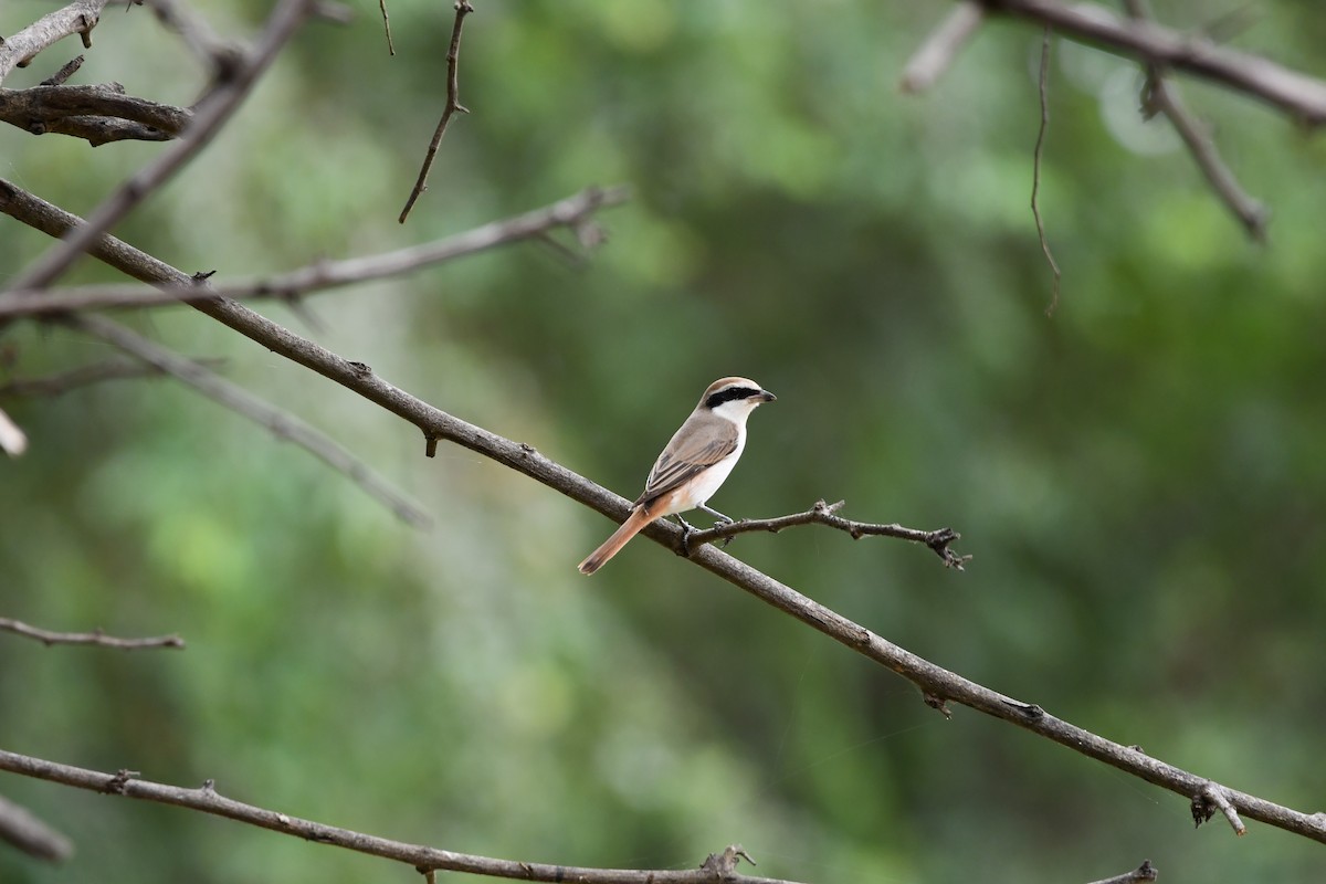 Red-tailed Shrike - ML628601955