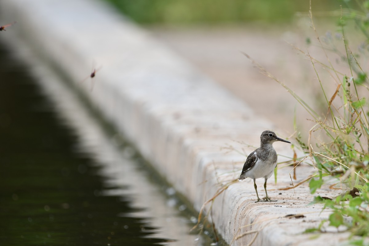 Common Sandpiper - ML628601974