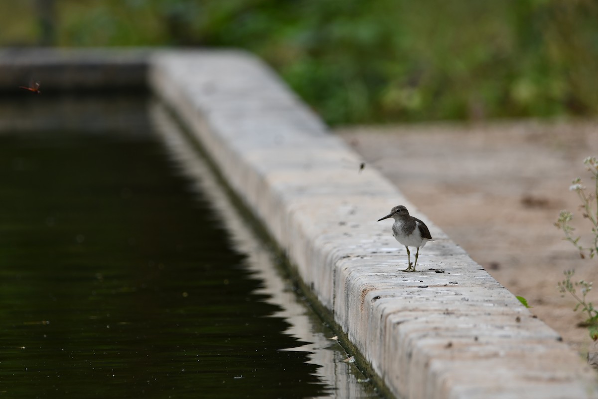 Common Sandpiper - ML628601975