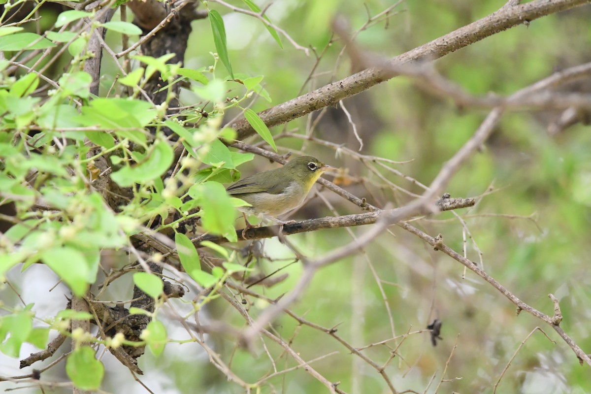 Abyssinian White-eye - ML628601998