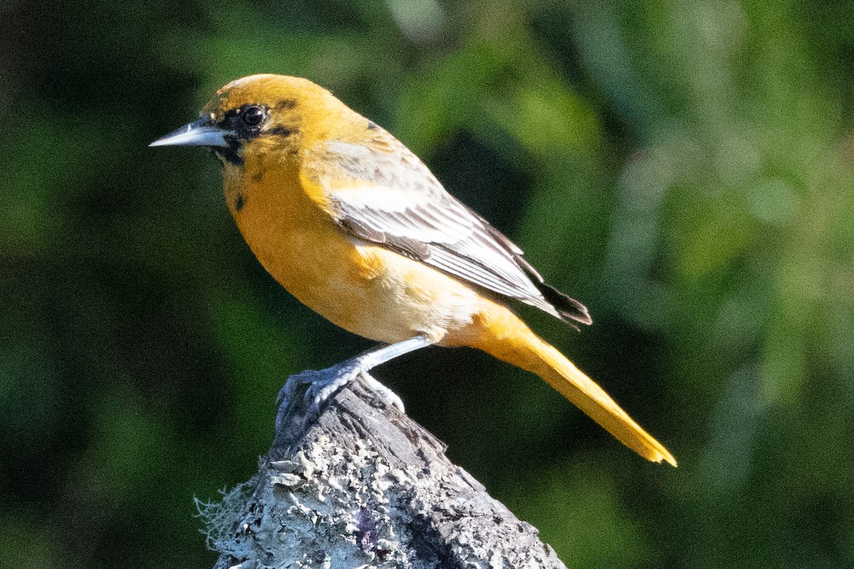 Baltimore Oriole - ML628602003
