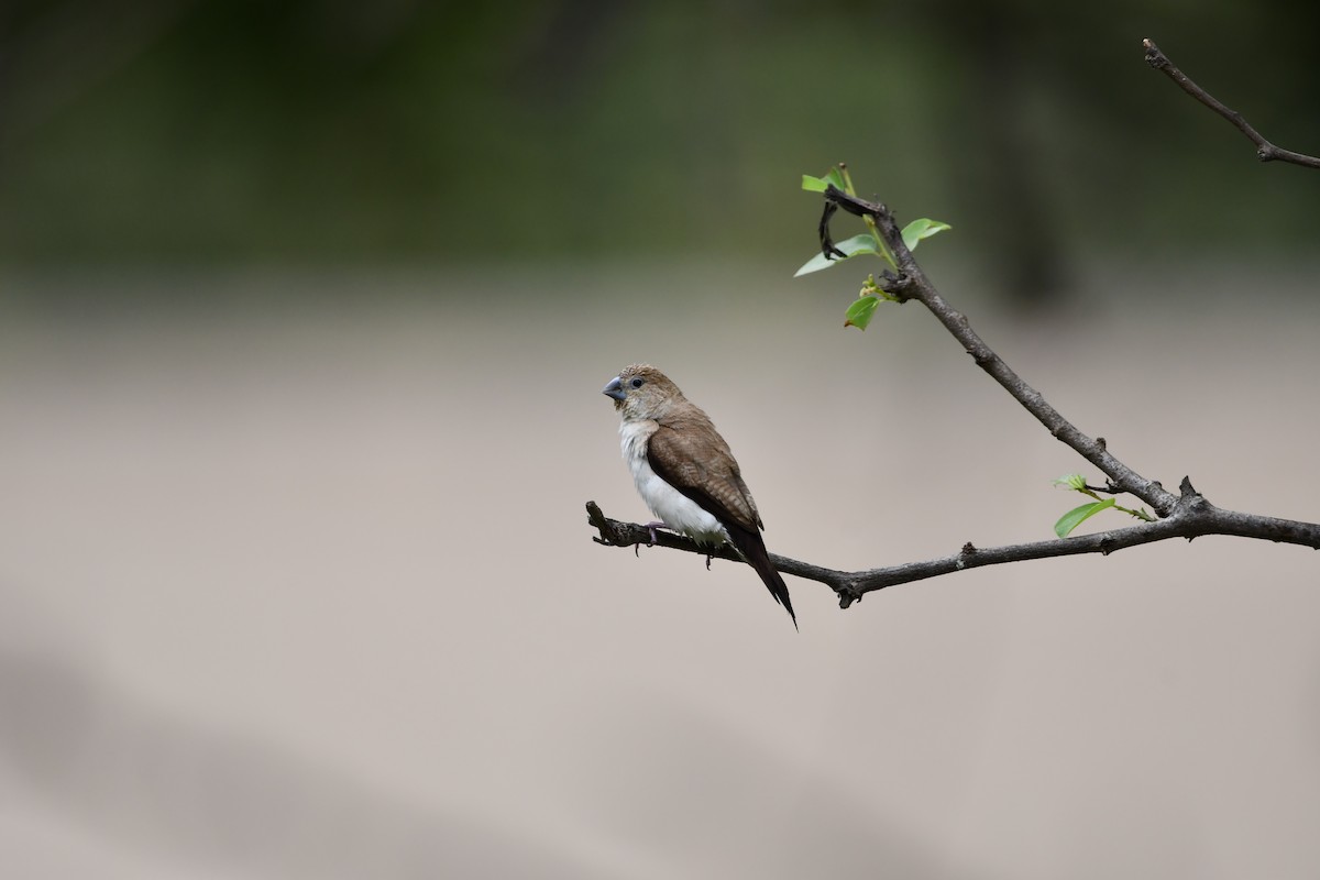 African Silverbill - ML628602029