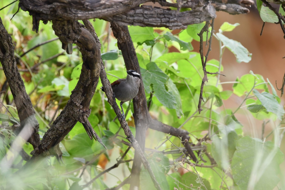 Black-crowned Tchagra - ML628602040