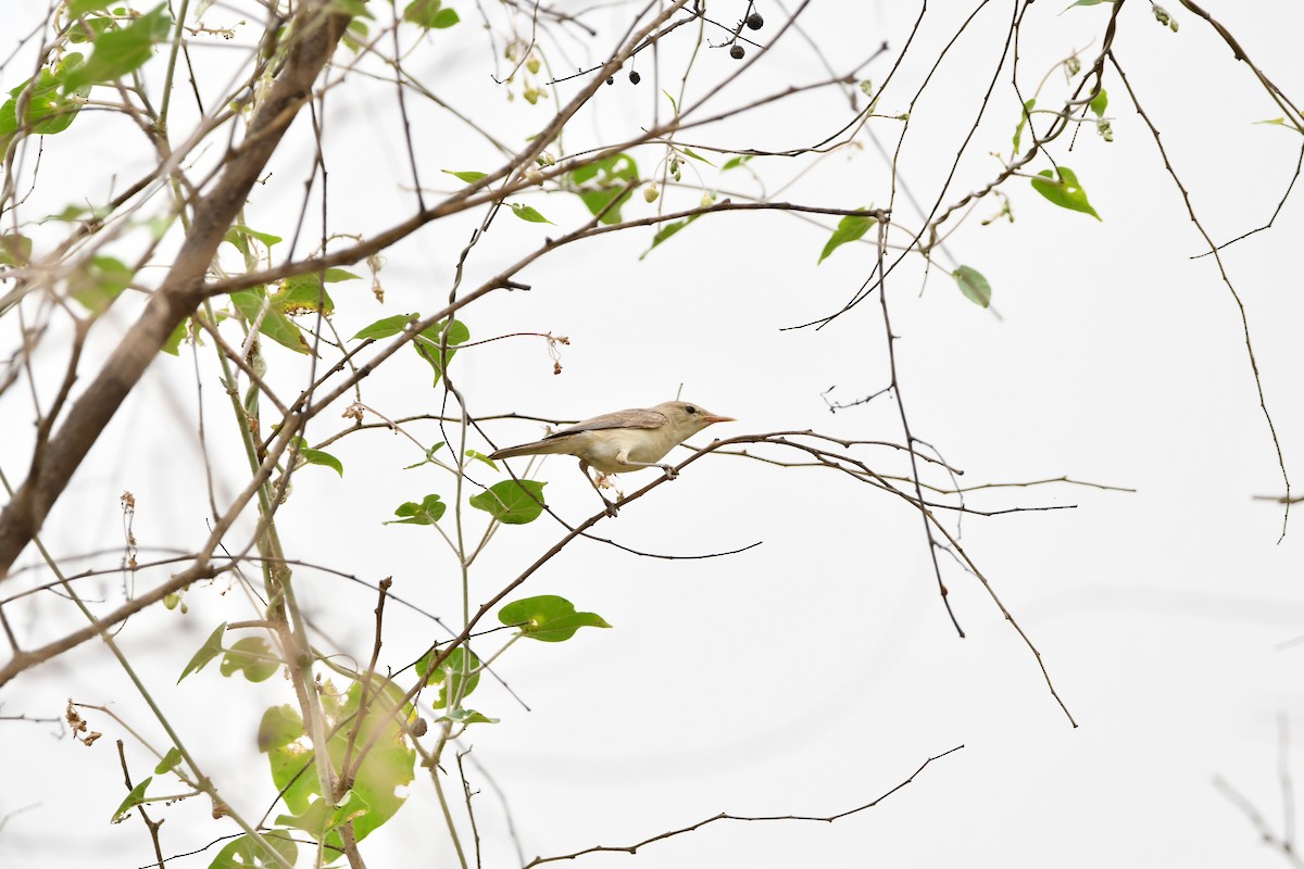 Eastern Olivaceous Warbler - ML628602066