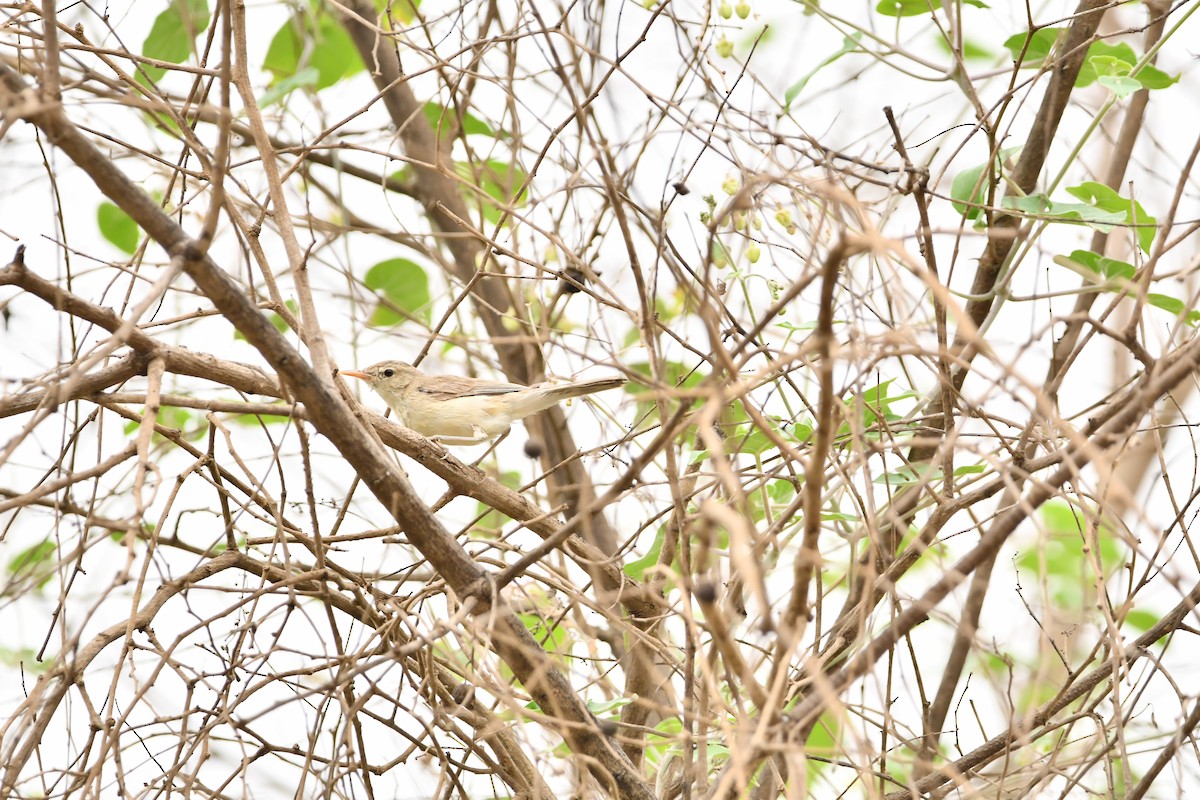 Eastern Olivaceous Warbler - ML628602067