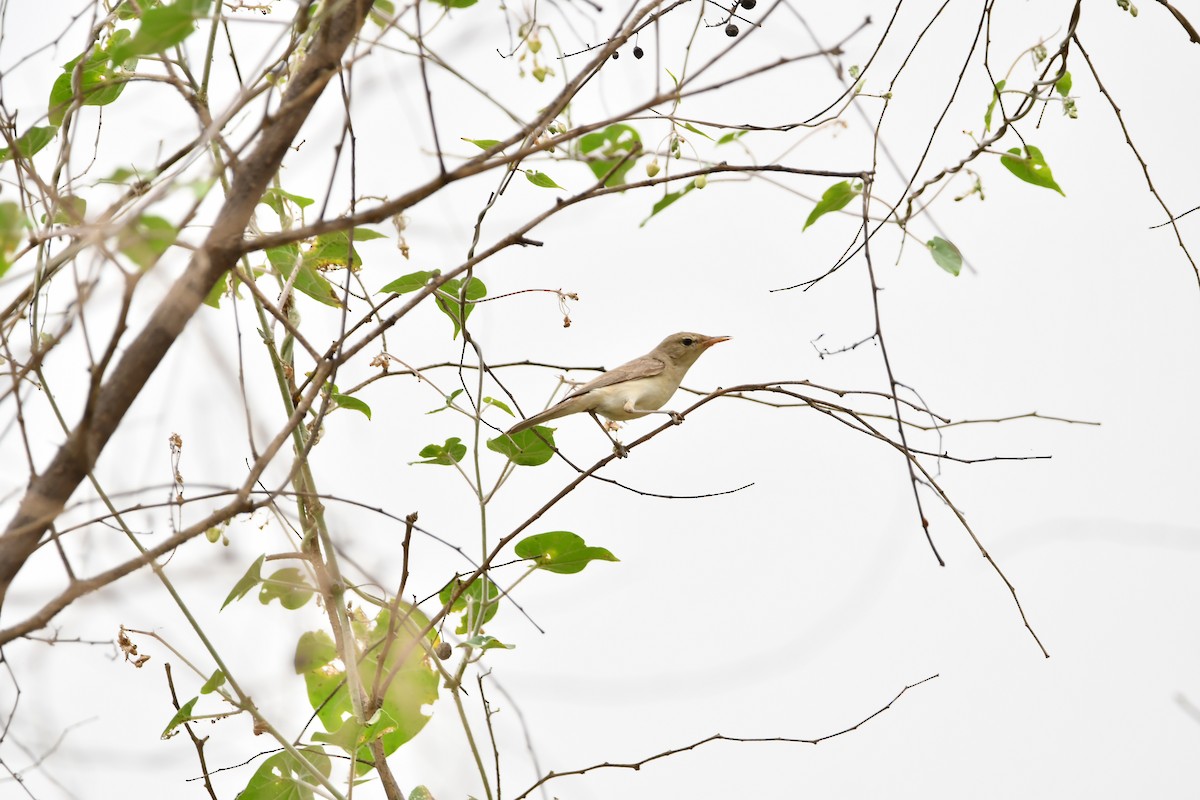 Eastern Olivaceous Warbler - ML628602068