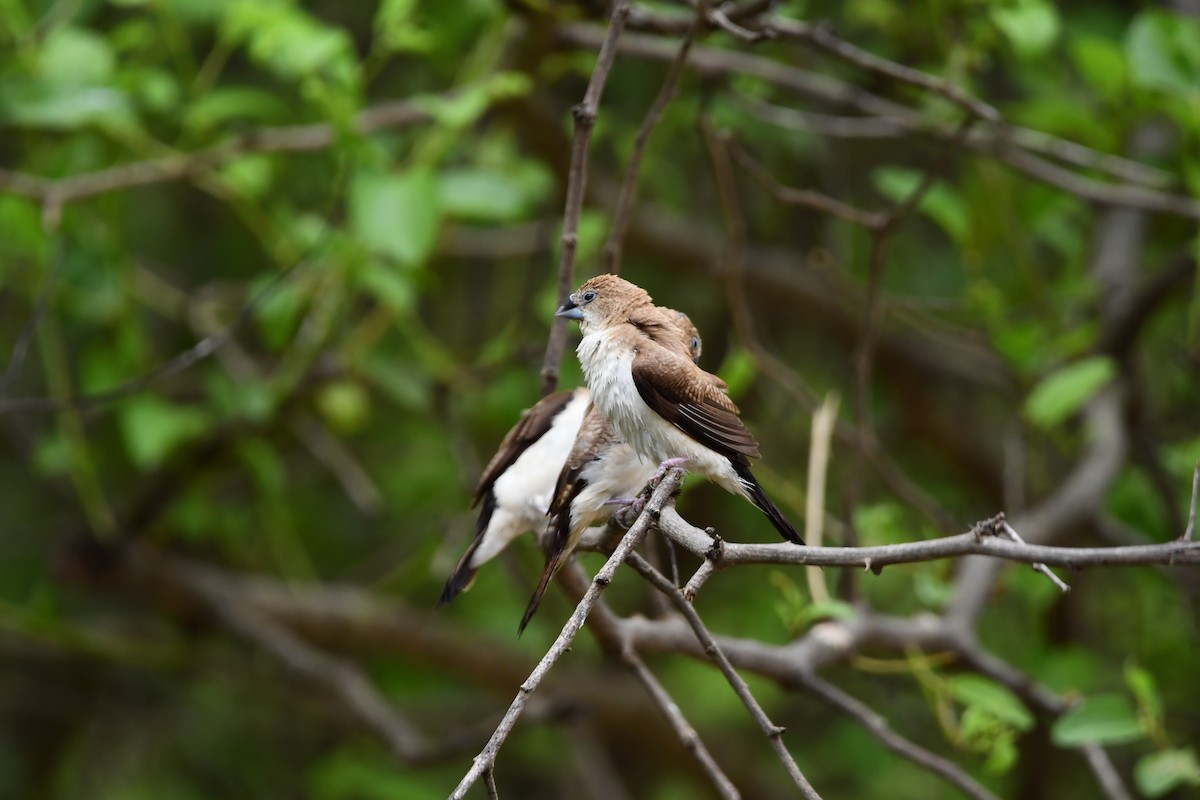 African Silverbill - ML628602083