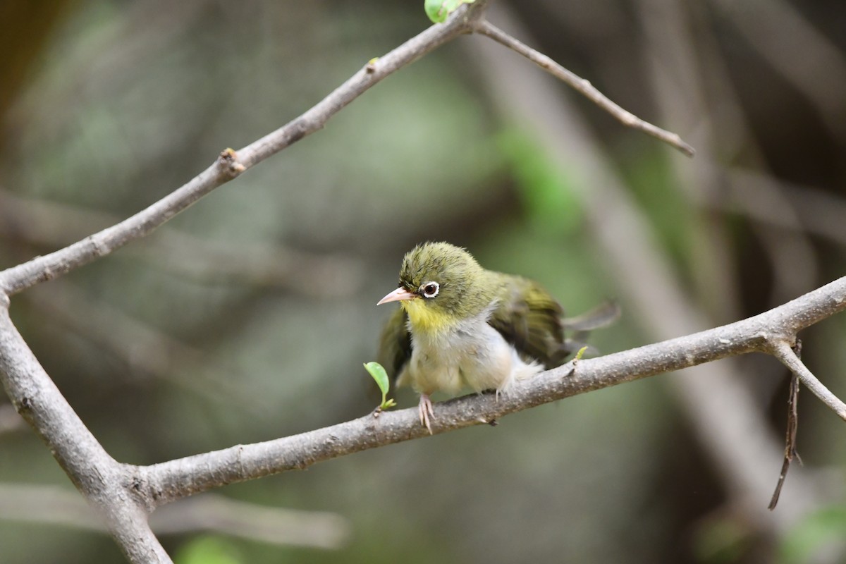 Abyssinian White-eye - ML628602092