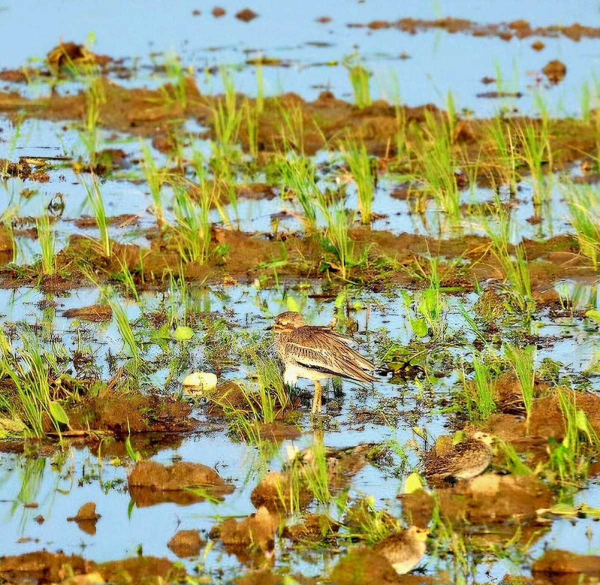 dytík indický - ML628602310