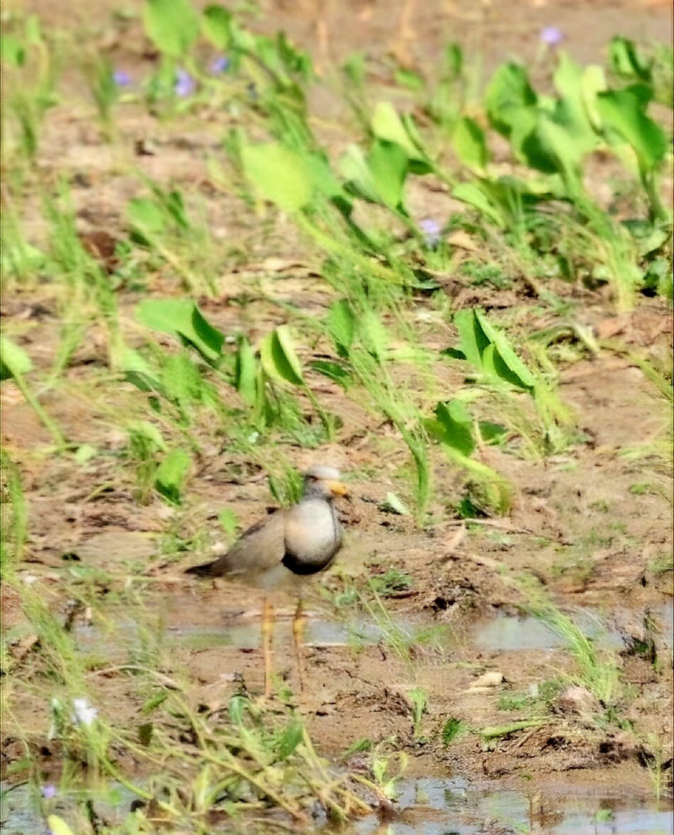 čejka šedohlavá - ML628602426