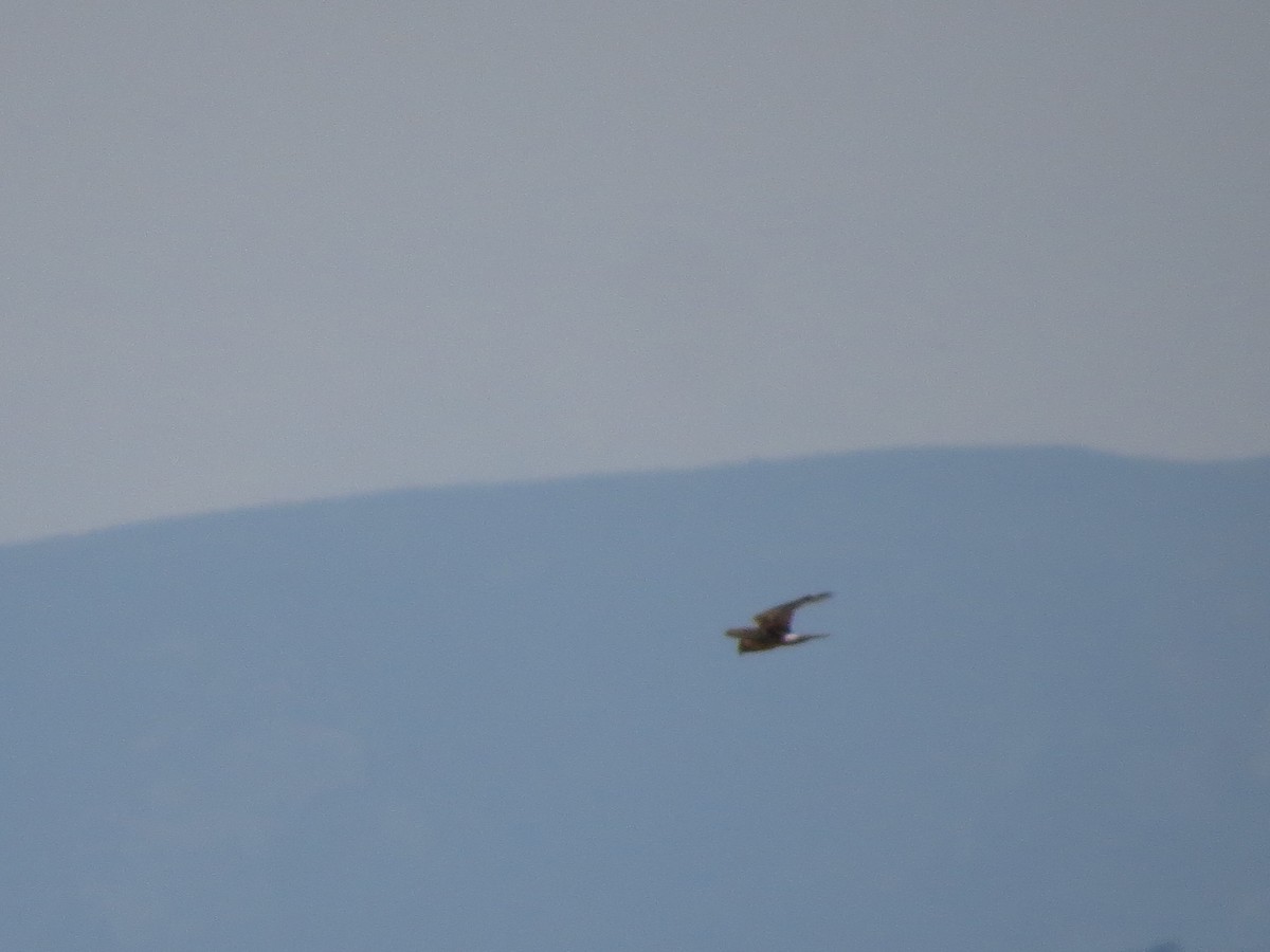 Hen Harrier - ML628602636