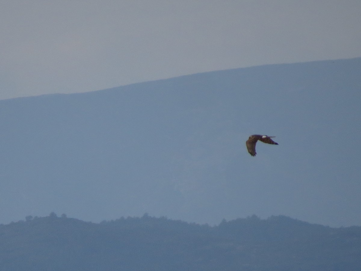 Hen Harrier - ML628602637