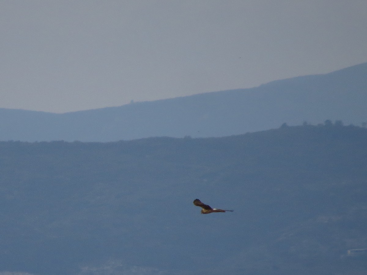 Hen Harrier - ML628602639