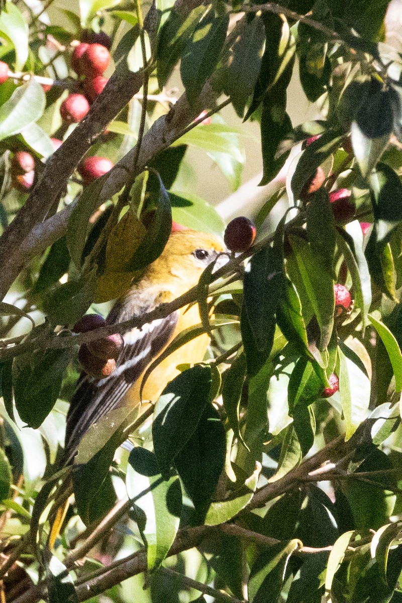 Baltimore Oriole - ML628602715