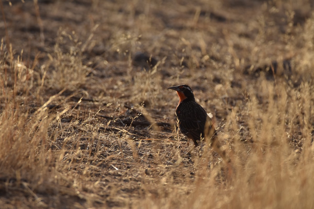 Long-tailed Meadowlark - ML628602803