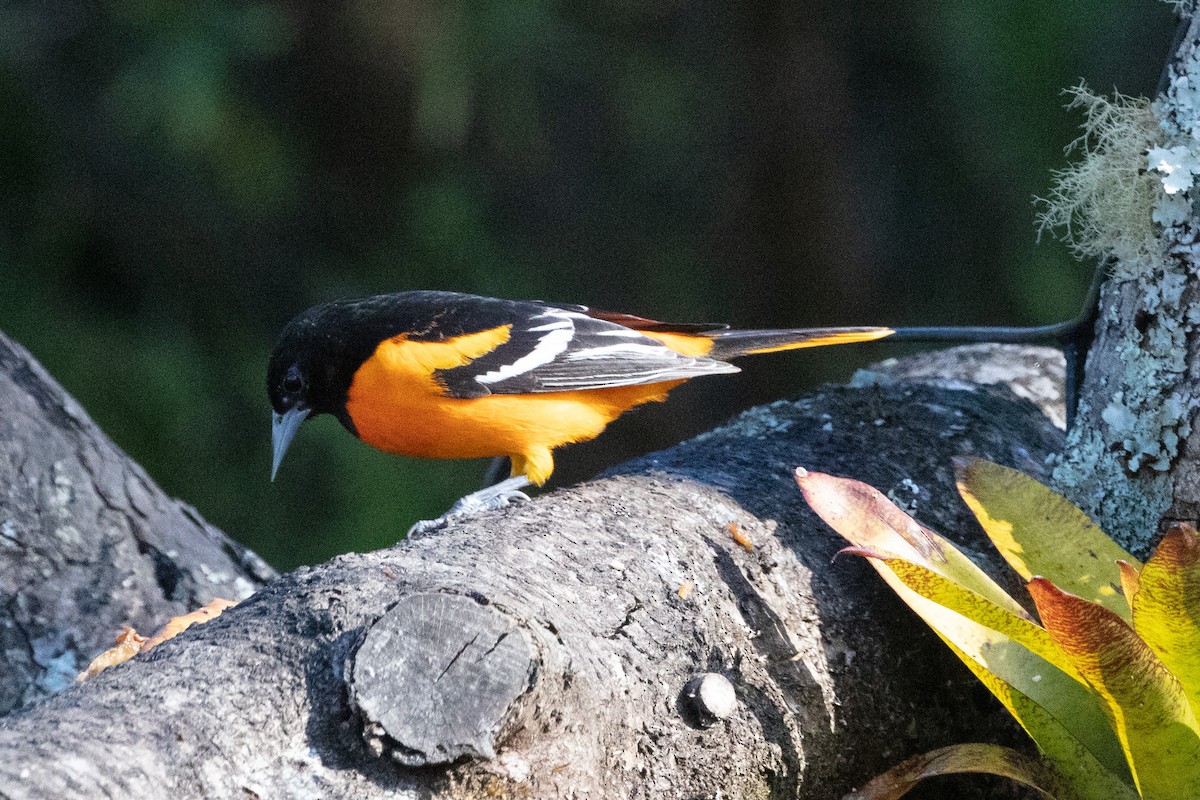 Baltimore Oriole - ML628602922