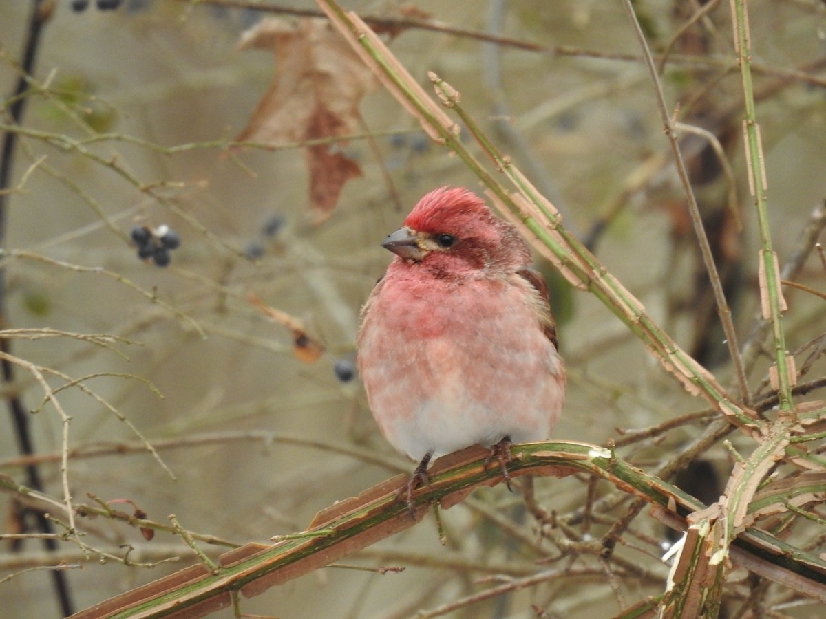 Purple Finch - ML628602960