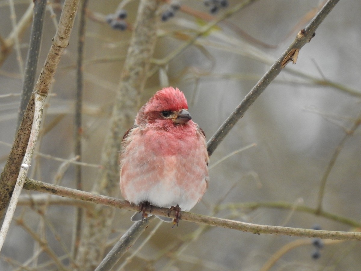 Purple Finch - ML628602961