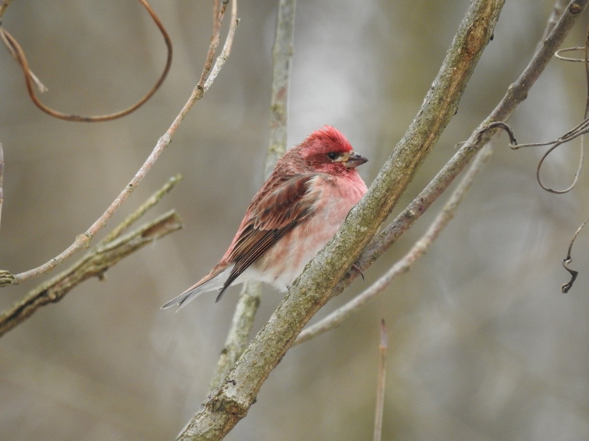 Purple Finch - ML628602962