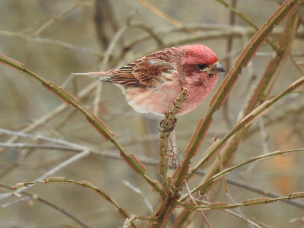 Purple Finch - ML628602963