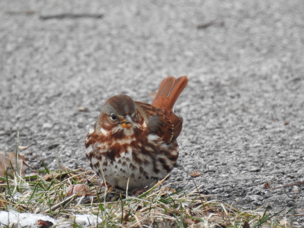 Fox Sparrow - ML628602999