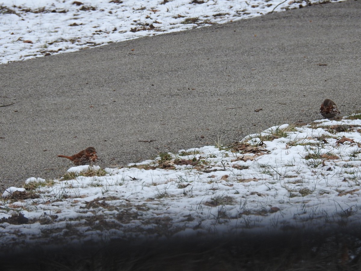 Fox Sparrow - ML628603000