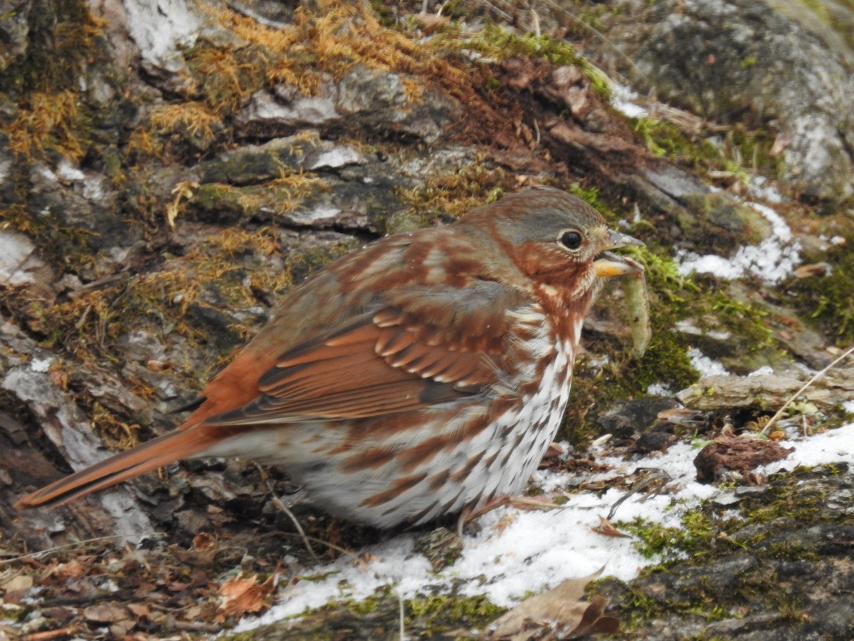 Fox Sparrow - ML628603001