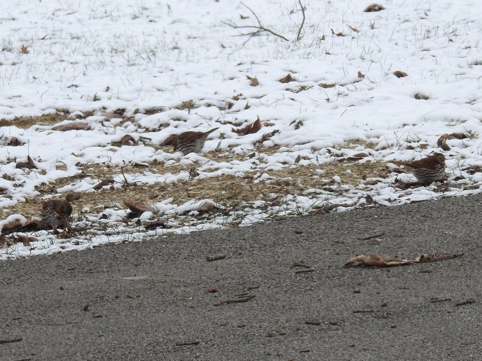 Fox Sparrow - ML628603002