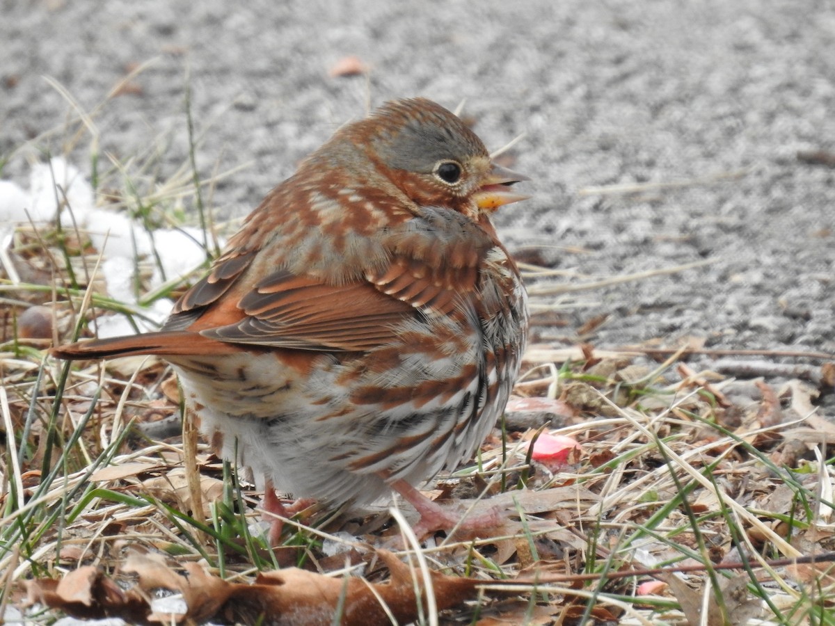 Fox Sparrow - ML628603003