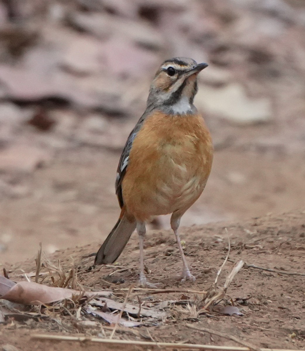 Miombo Scrub-Robin - ML628603091