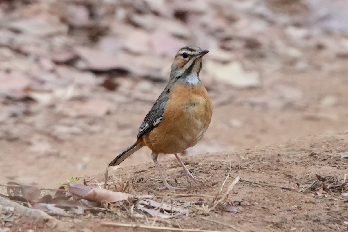 Miombo Scrub-Robin - ML628603094