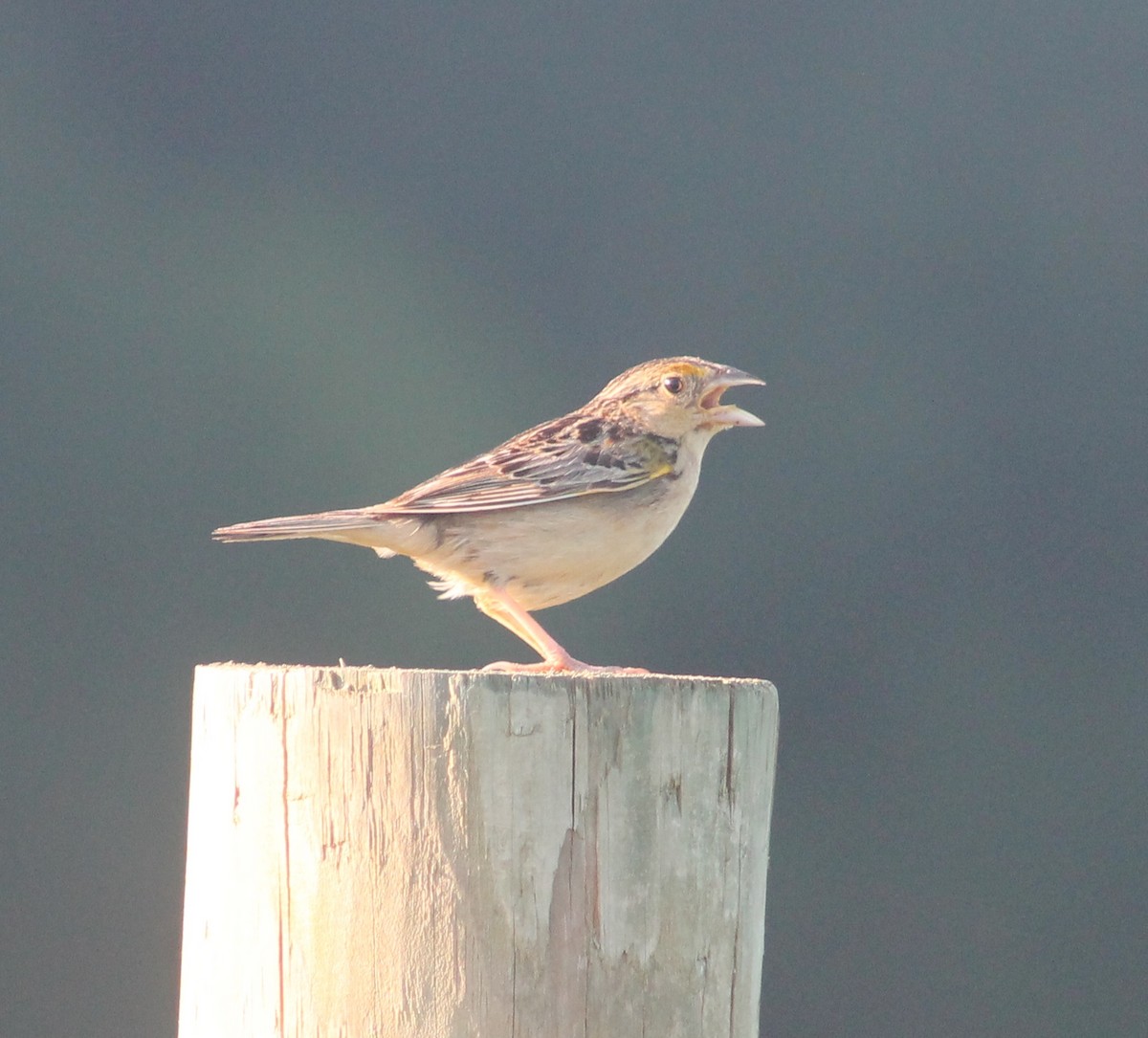 Grasshopper Sparrow - ML62860311