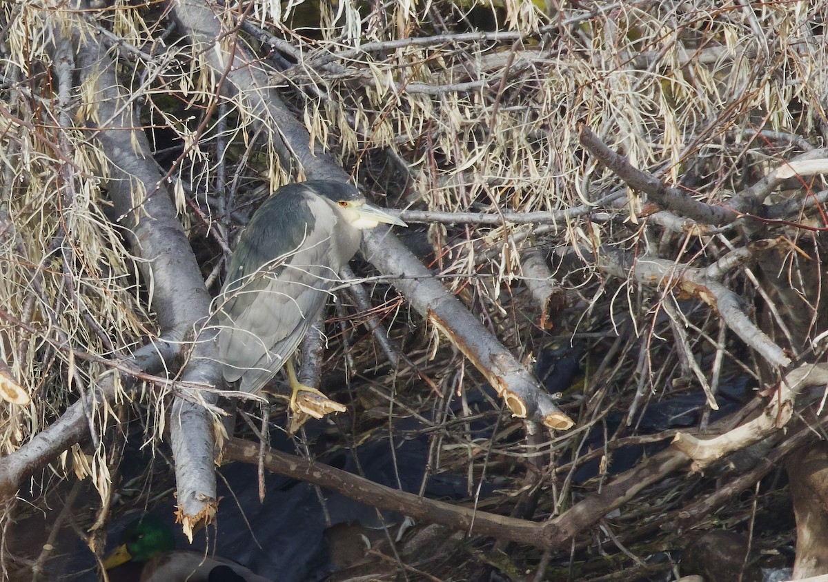 Ногоовор зашин - ML628603117