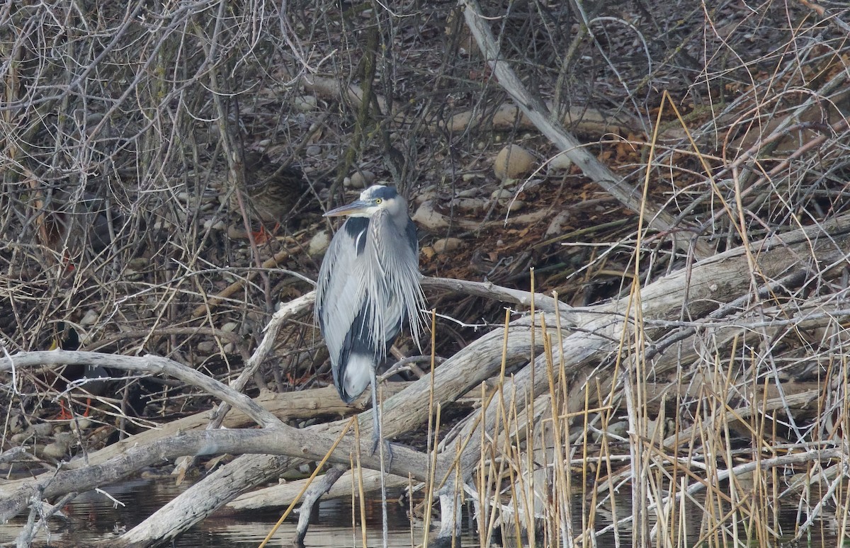 Great Blue Heron - ML628603122