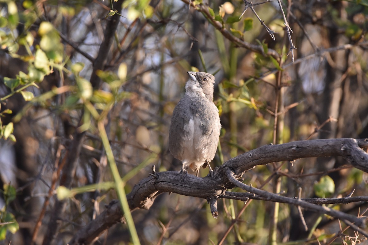 Diuca Finch - ML628603238