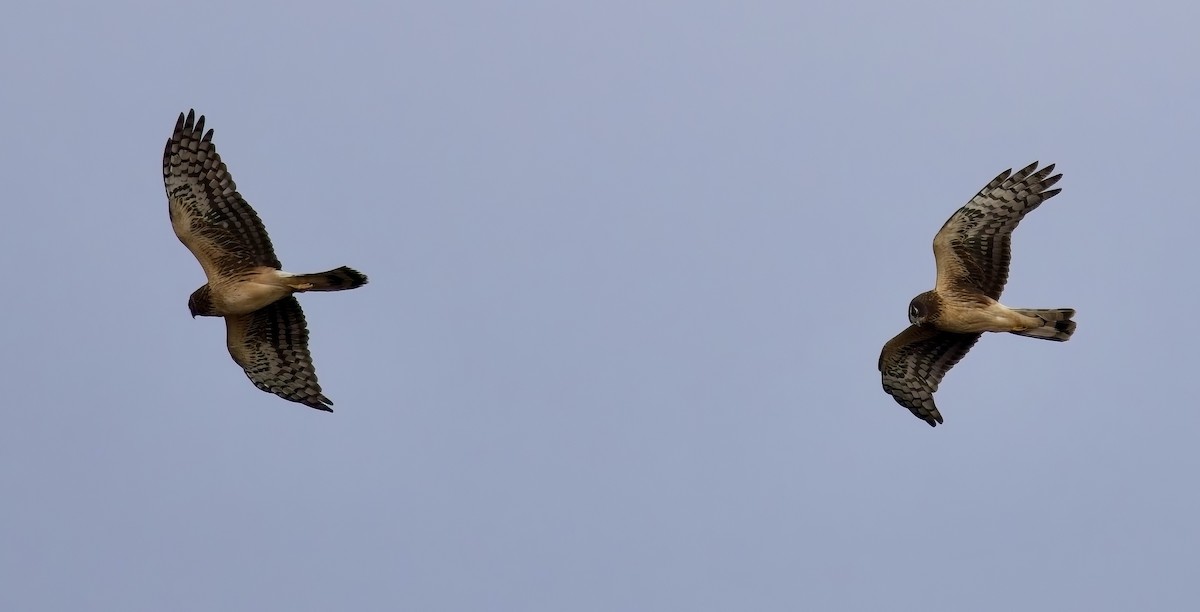Northern Harrier - ML628603244