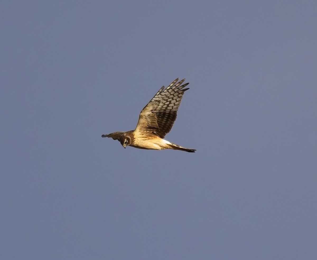 Northern Harrier - ML628603247
