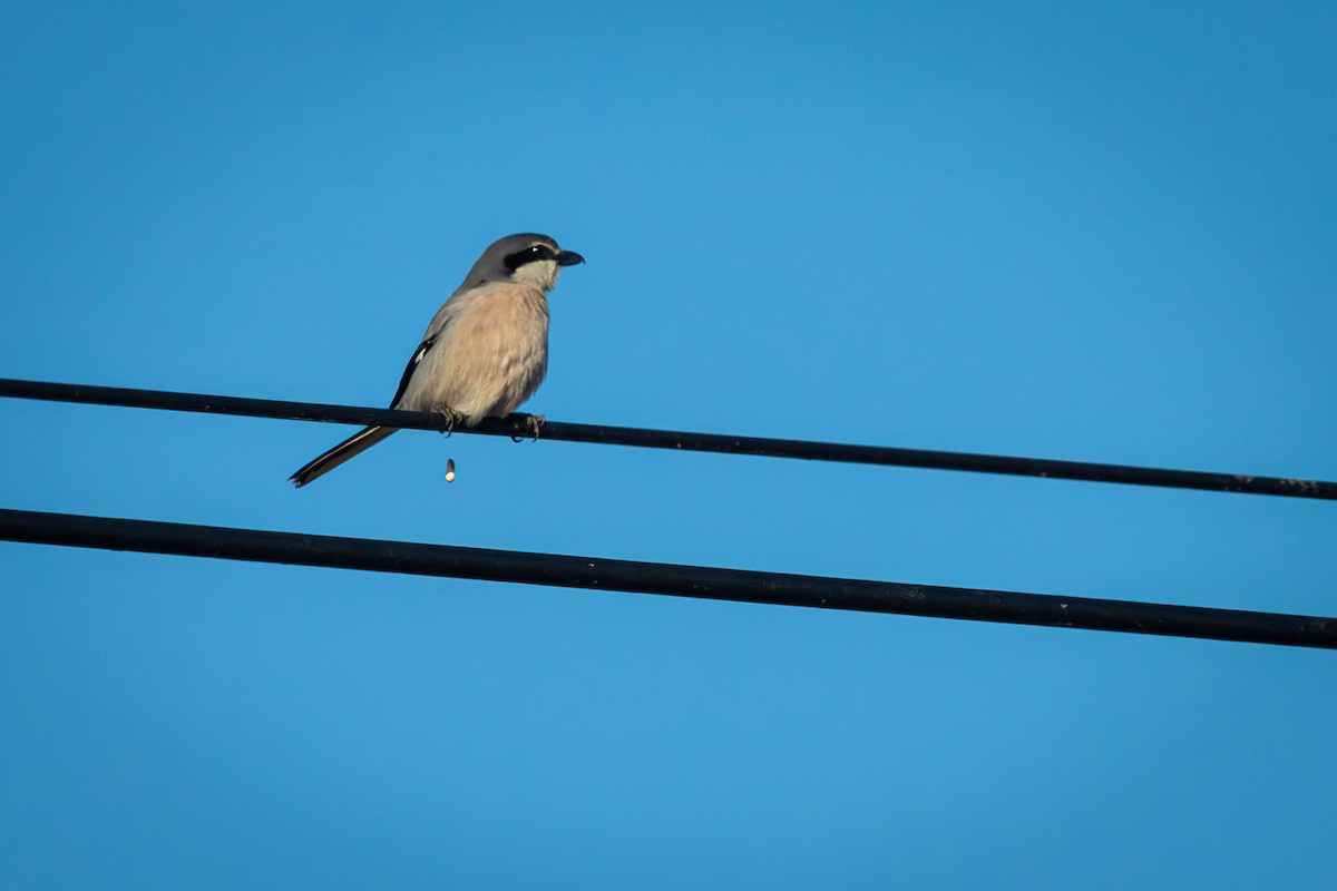 Iberian Gray Shrike - ML628603336