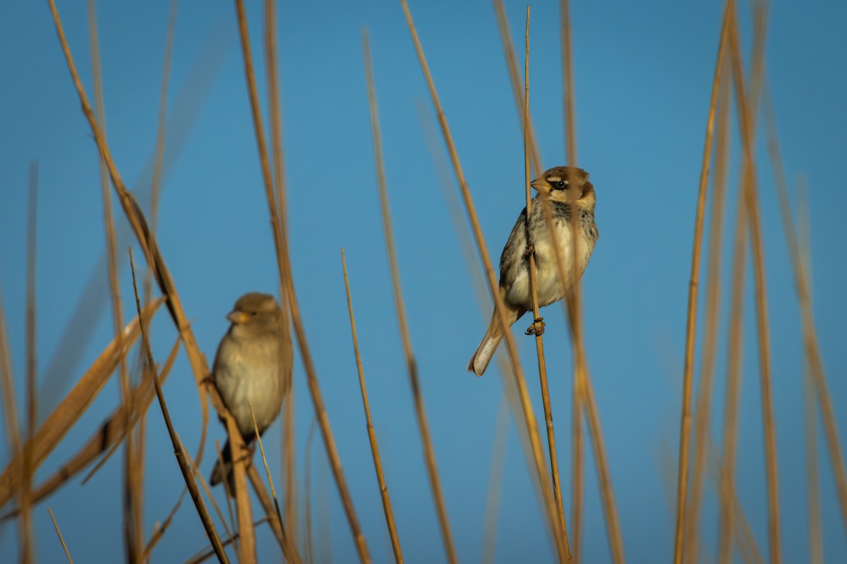 Spanish Sparrow - ML628603345