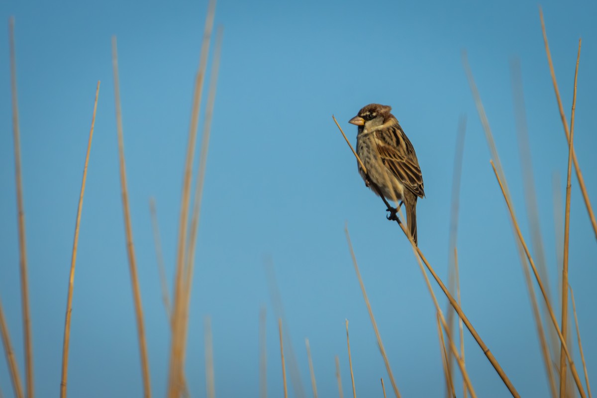 Spanish Sparrow - ML628603346