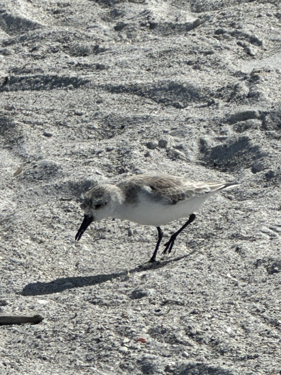 jespák písečný - ML628603375