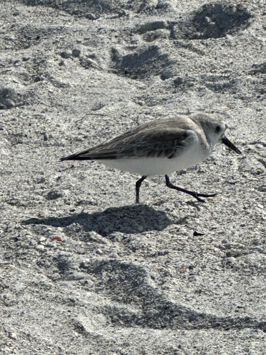 jespák písečný - ML628603376