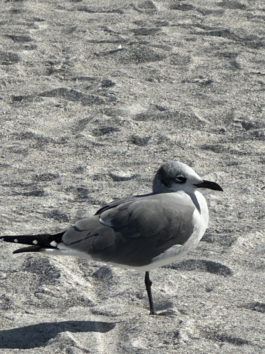 racek karibský - ML628603386