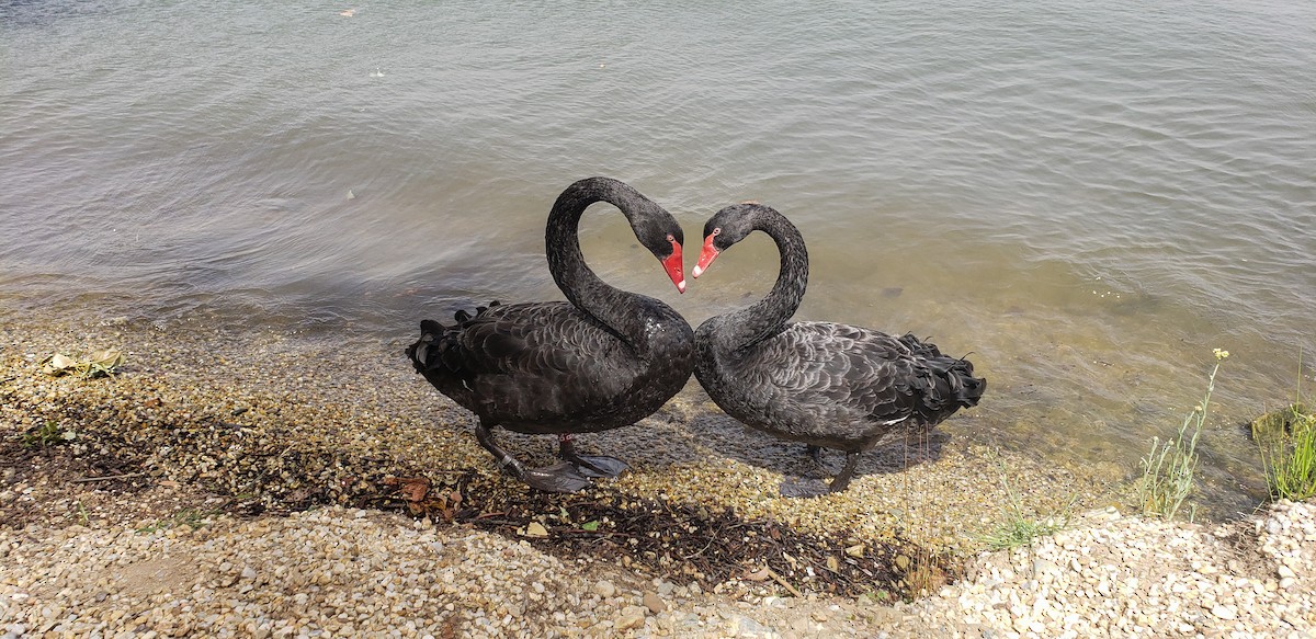 Cisne Negro - ML628603520
