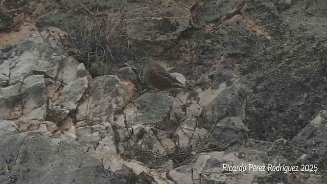 Alpine Accentor - ML628603560